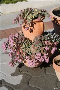 a30e3bb3-IMG_6265 sedum sieboldi.jpg